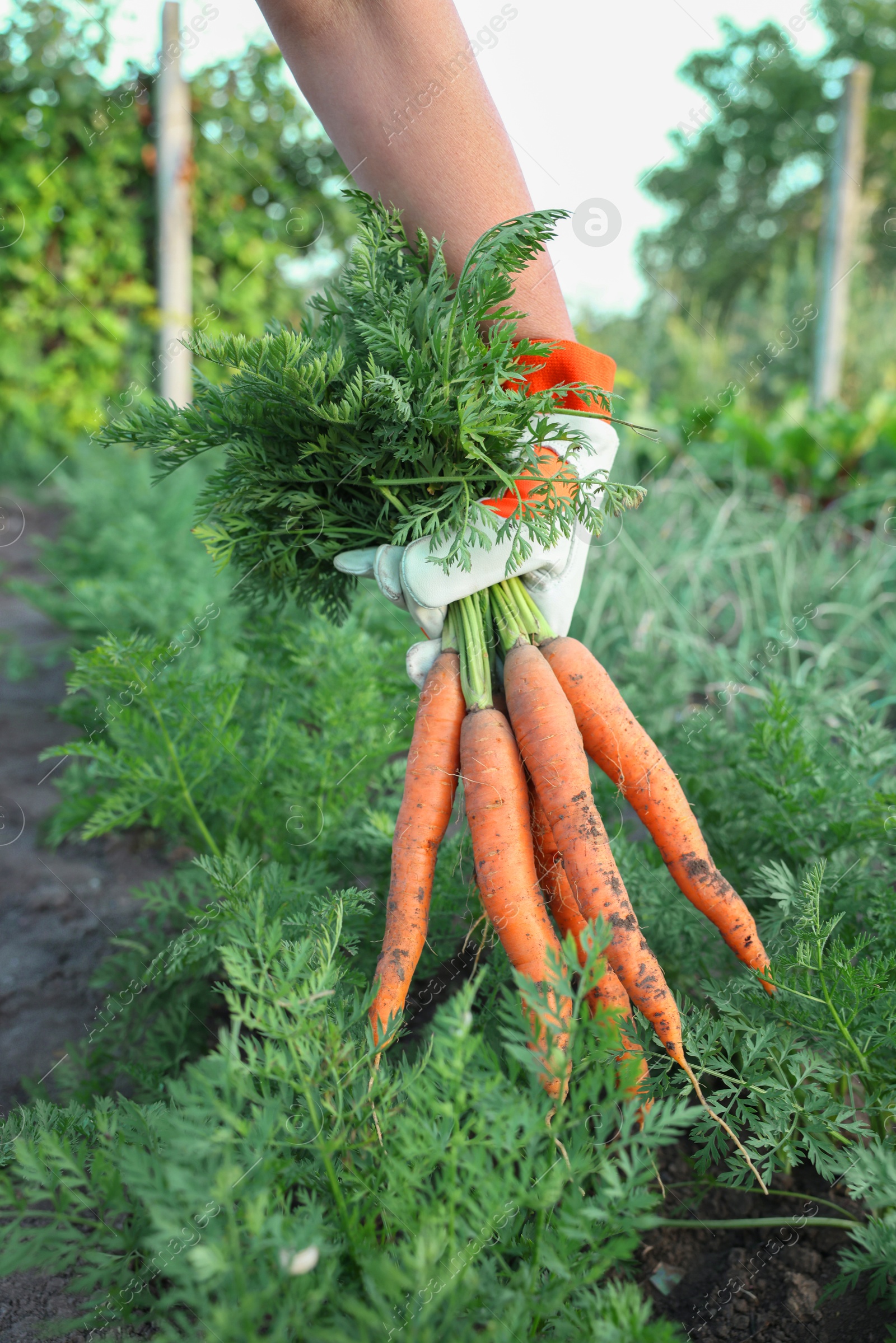 Photo of Farmer in gloves holding bunch of fresh carrots in garden, closeup