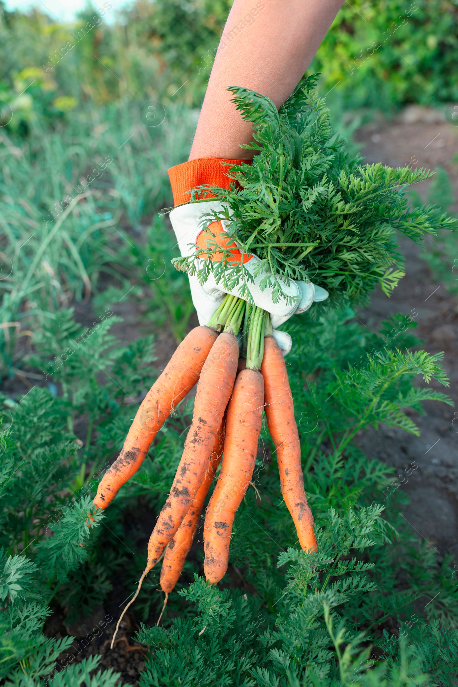 Photo of Farmer in gloves holding bunch of fresh carrots in garden, closeup