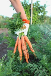 Photo of Farmer in gloves holding bunch of fresh carrots in garden, closeup