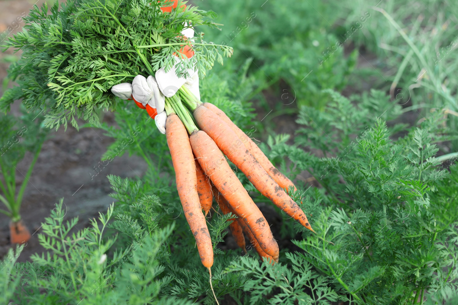 Photo of Farmer in gloves holding bunch of fresh carrots in garden, closeup