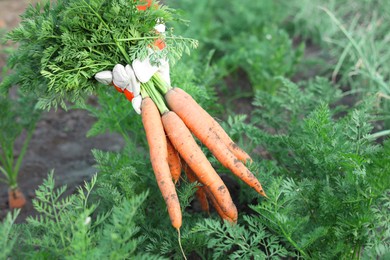 Photo of Farmer in gloves holding bunch of fresh carrots in garden, closeup