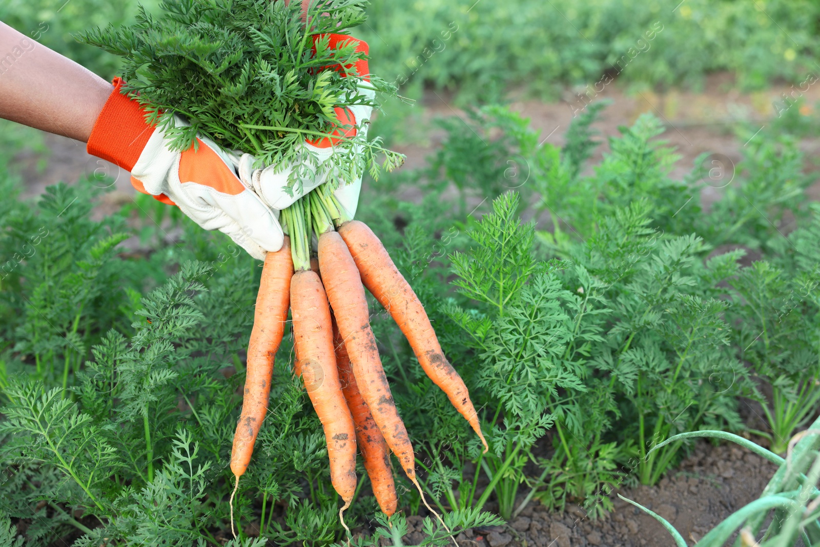 Photo of Farmer in gloves holding bunch of fresh carrots in garden, closeup