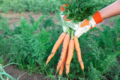 Photo of Farmer in gloves holding bunch of fresh carrots in garden, closeup