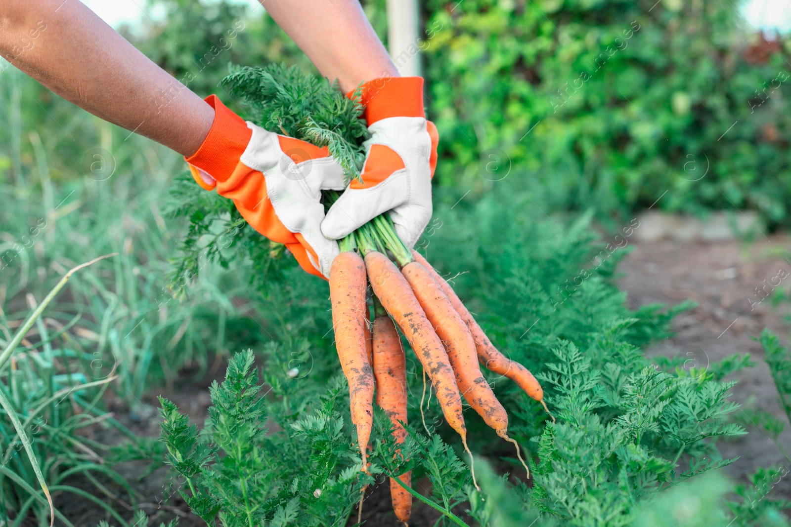 Photo of Farmer in gloves holding bunch of fresh carrots in garden, closeup