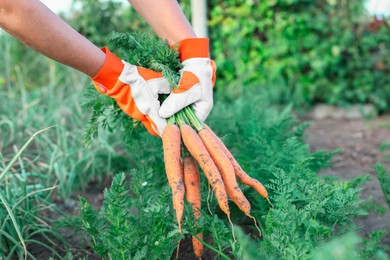 Farmer in gloves holding bunch of fresh carrots in garden, closeup