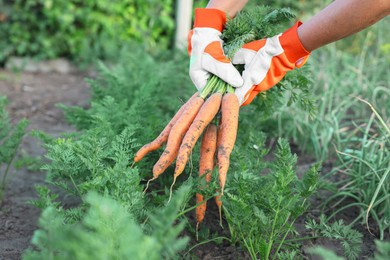 Photo of Farmer in gloves holding bunch of fresh carrots in garden, closeup