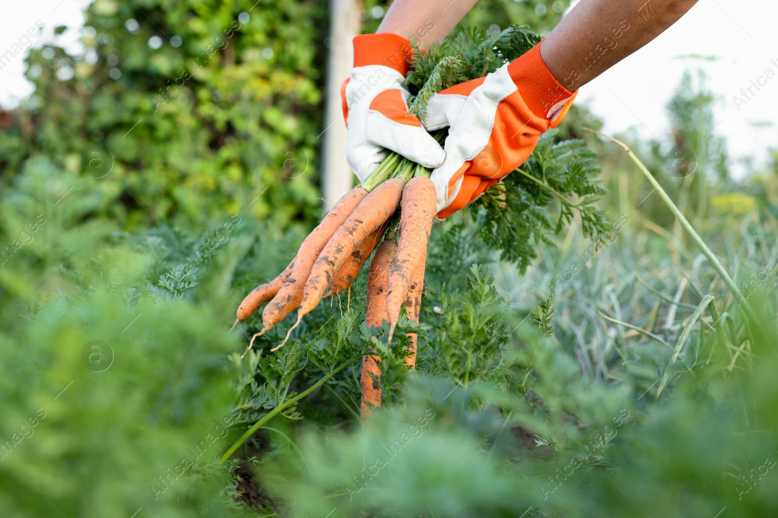 Photo of Farmer in gloves holding bunch of fresh carrots in garden, closeup