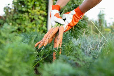 Farmer in gloves holding bunch of fresh carrots in garden, closeup