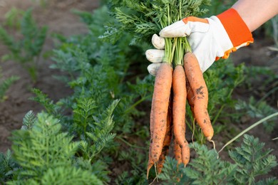 Farmer in gloves holding bunch of fresh carrots in garden, closeup