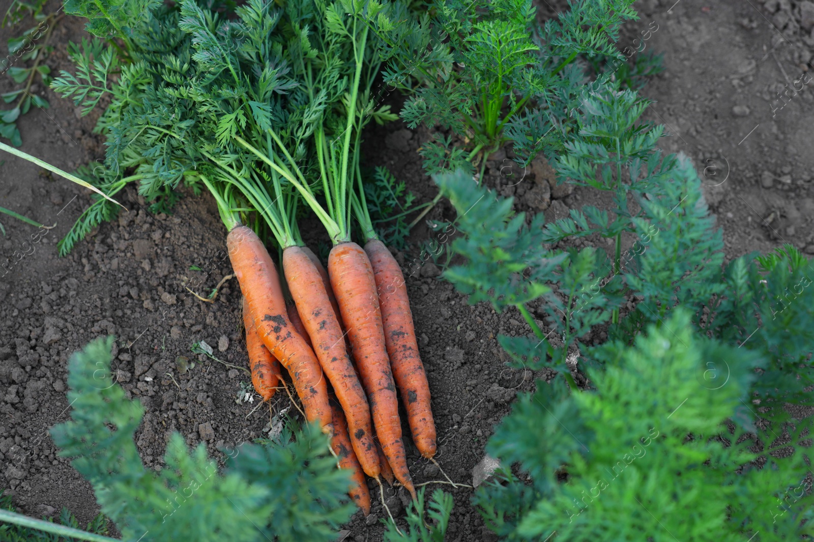 Photo of Fresh carrots on soil in garden, top view