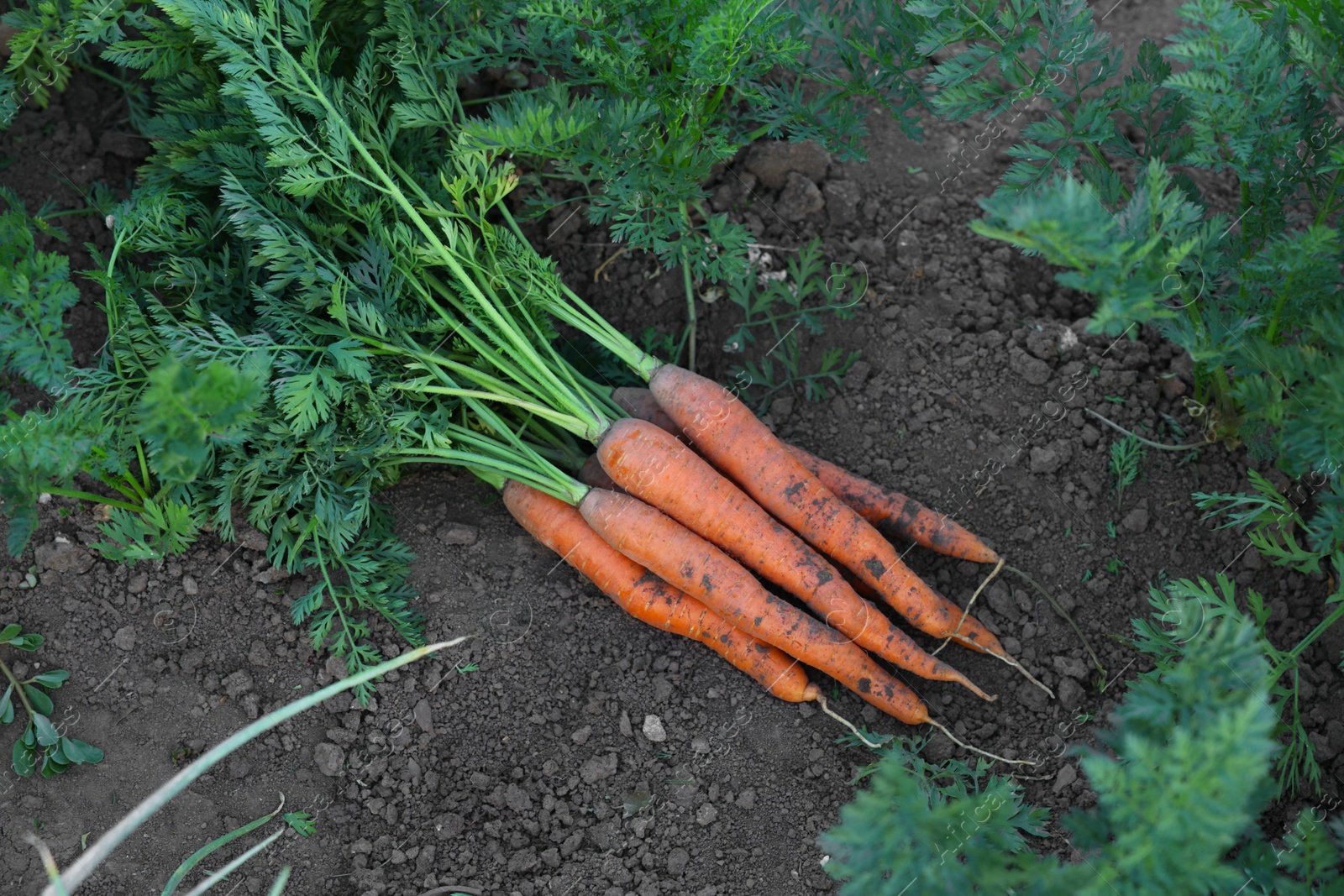 Photo of Fresh carrots on soil in garden, top view