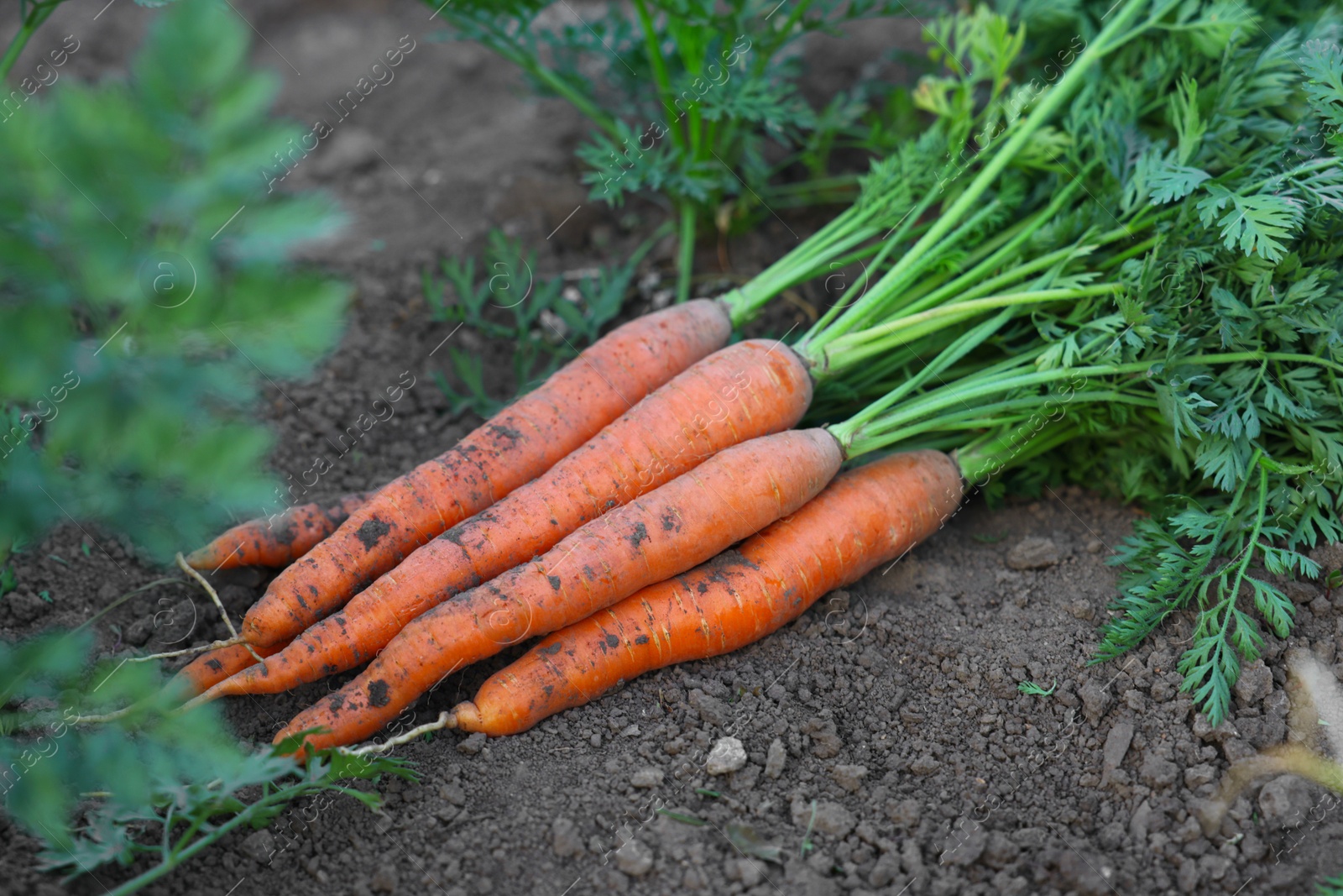 Photo of Fresh carrots on soil in garden, closeup