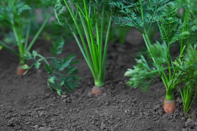 Photo of Many carrots growing in soil outdoors, closeup