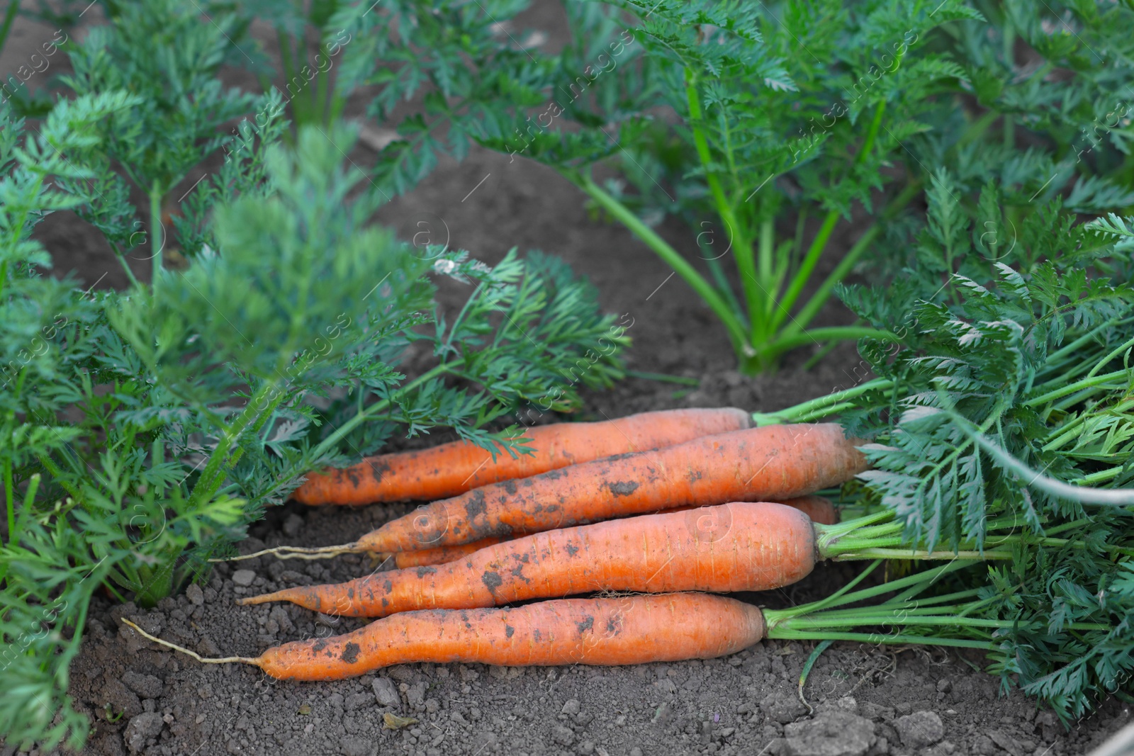 Photo of Pile of fresh carrots among other ones on soil in garden, closeup