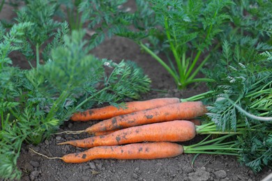 Photo of Pile of fresh carrots among other ones on soil in garden, closeup