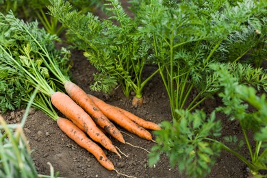 Photo of Pile of fresh carrots among other ones on soil in garden, closeup