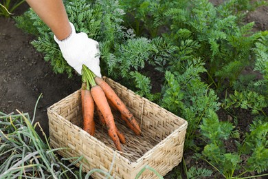 Farmer in gloves putting bunch of fresh carrots into wicker basket in garden, closeup