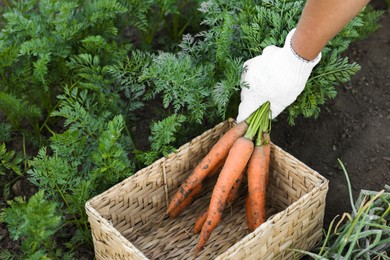 Photo of Farmer in gloves putting bunch of fresh carrots into wicker basket in garden, closeup