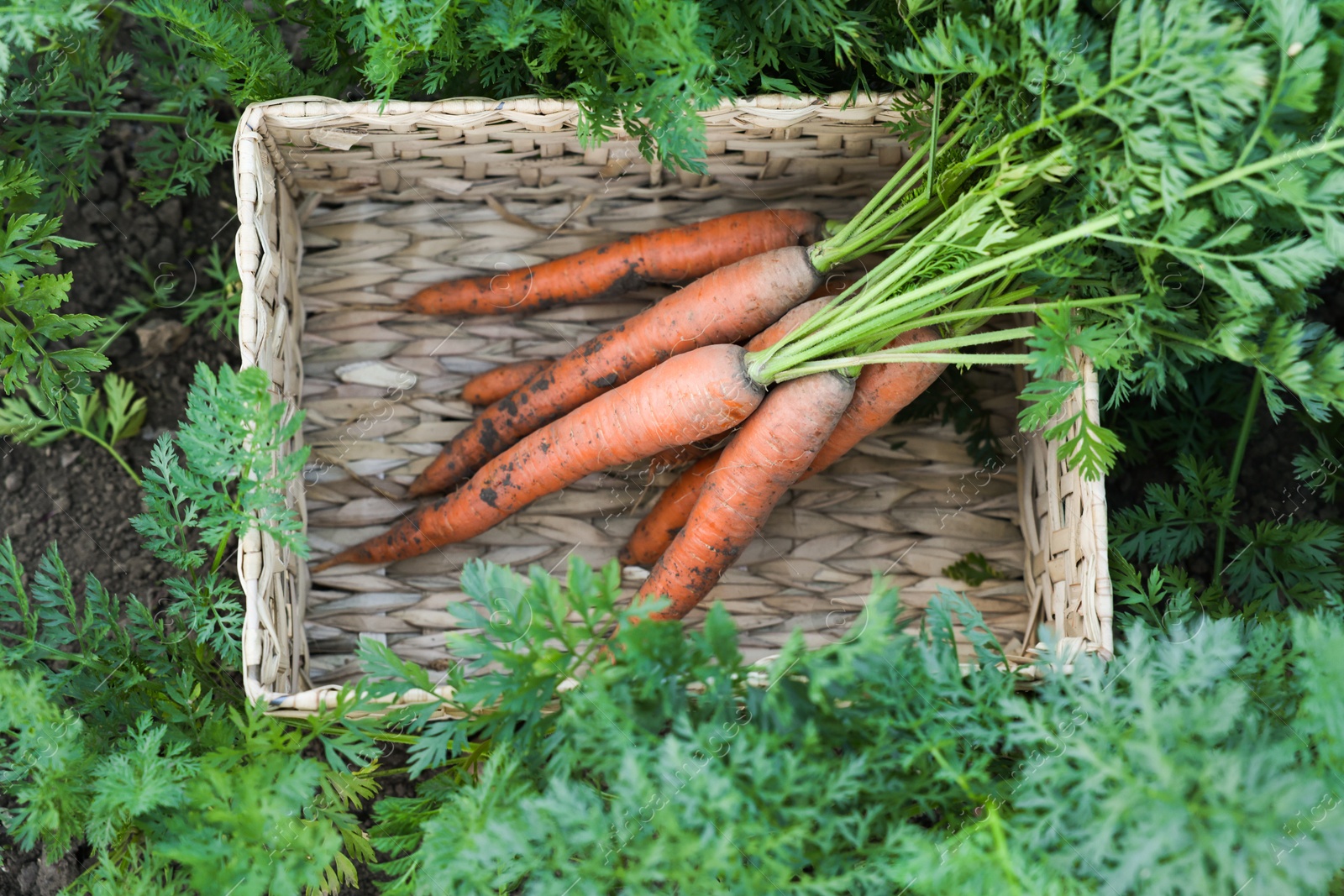 Photo of Wicker basket with bunch of fresh carrots in garden, top view