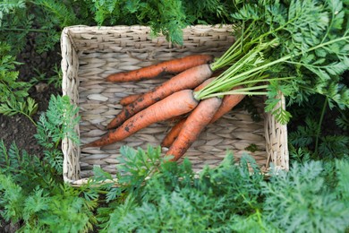 Photo of Wicker basket with bunch of fresh carrots in garden, top view