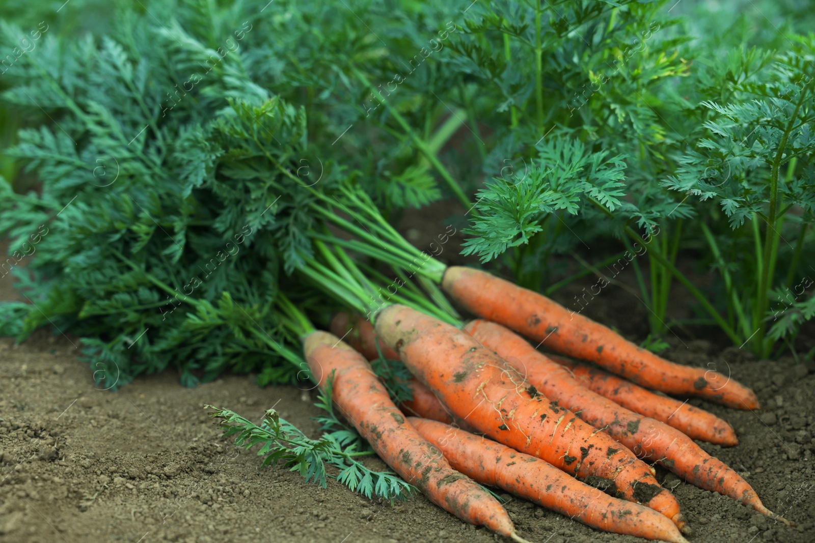 Photo of Pile of fresh carrots among other ones on soil in garden, closeup