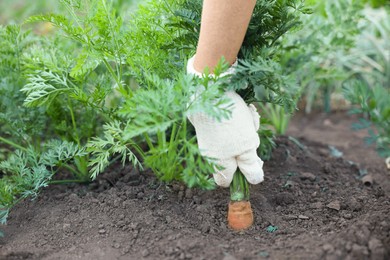 Photo of Farmer picking carrot out of soil in garden, closeup