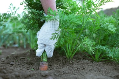 Photo of Farmer picking carrot out of soil in garden, closeup