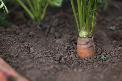 One carrot growing in soil outdoors, closeup