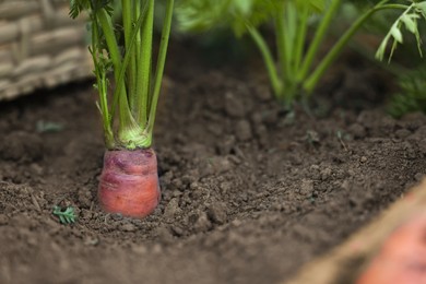 One carrot growing in soil outdoors, closeup