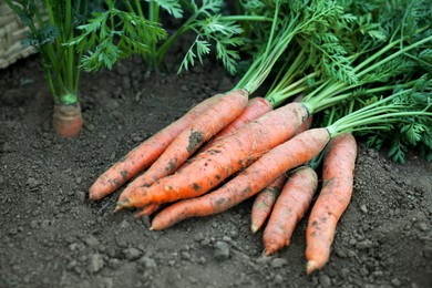 Photo of Pile of fresh carrots among other ones on soil in garden, closeup