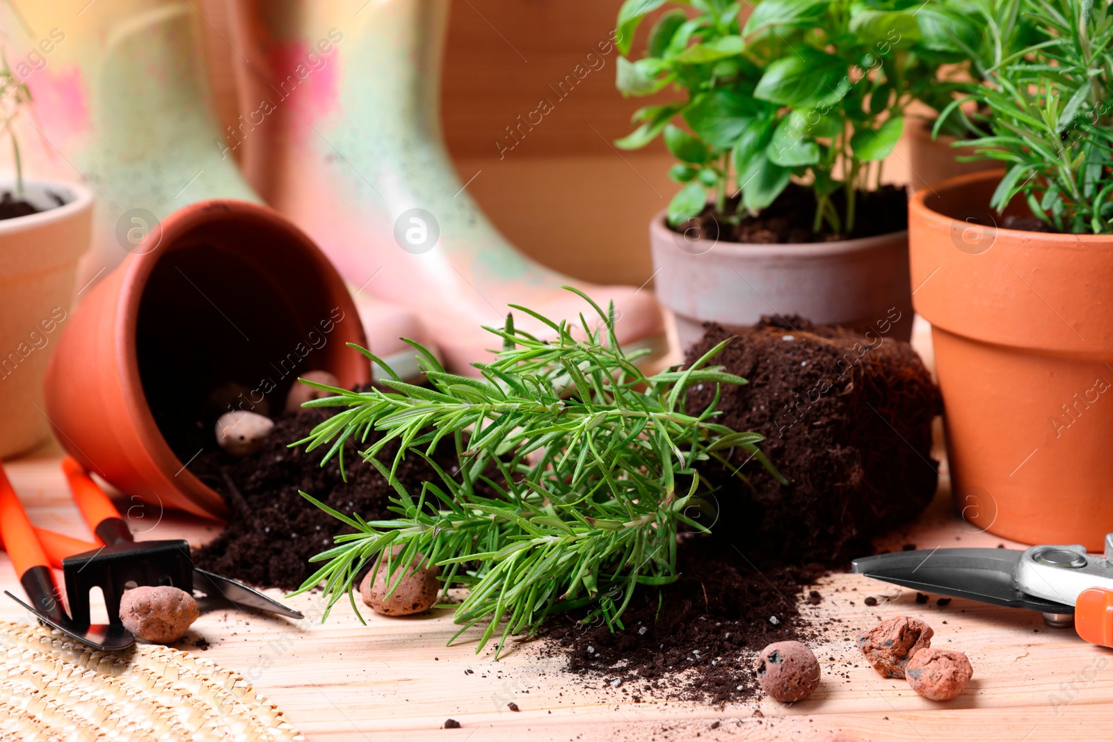 Photo of Transplanting plant. Potted herbs with soil, clay pebbles and gardening tools on wooden table