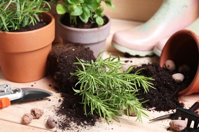 Photo of Transplanting plant. Potted herbs with soil, clay pebbles and gardening tools on wooden table