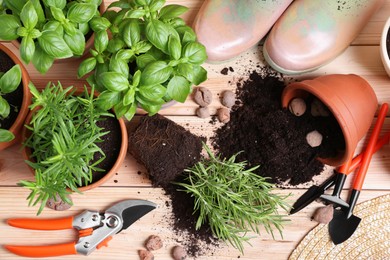 Photo of Transplanting plant. Potted herbs with soil, clay pebbles and gardening tools on wooden table, flat lay