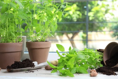 Transplanting plant. Potted herbs, clay pebbles and gardening shovel with soil on windowsill indoors