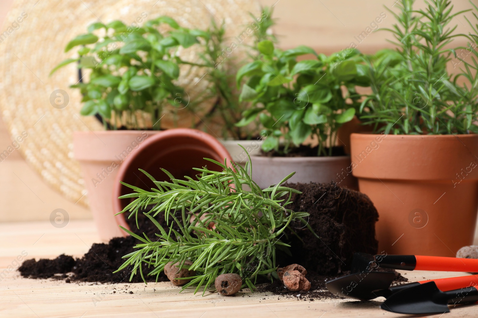 Photo of Transplanting plant. Potted herbs with soil, clay pebbles and gardening tools on wooden table