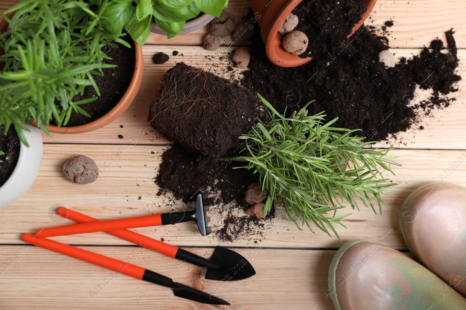 Photo of Transplanting plant. Potted herbs with soil, clay pebbles and gardening tools on wooden table, flat lay