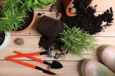 Photo of Transplanting plant. Potted herbs with soil, clay pebbles and gardening tools on wooden table, flat lay