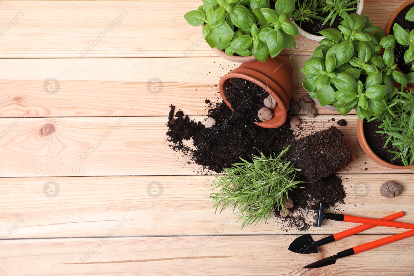 Photo of Transplanting plant. Potted herbs, clay pebbles and gardening tools with soil on wooden table, flat lay. Space for text