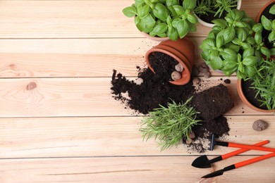 Photo of Transplanting plant. Potted herbs, clay pebbles and gardening tools with soil on wooden table, flat lay. Space for text