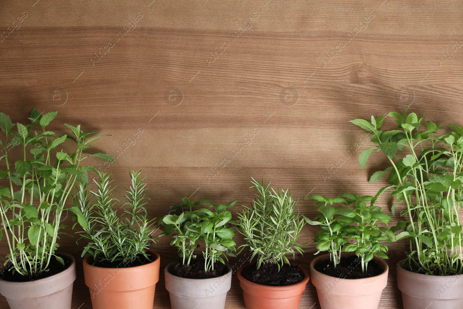 Photo of Different herbs growing in pots on wooden background, flat lay. Space for text