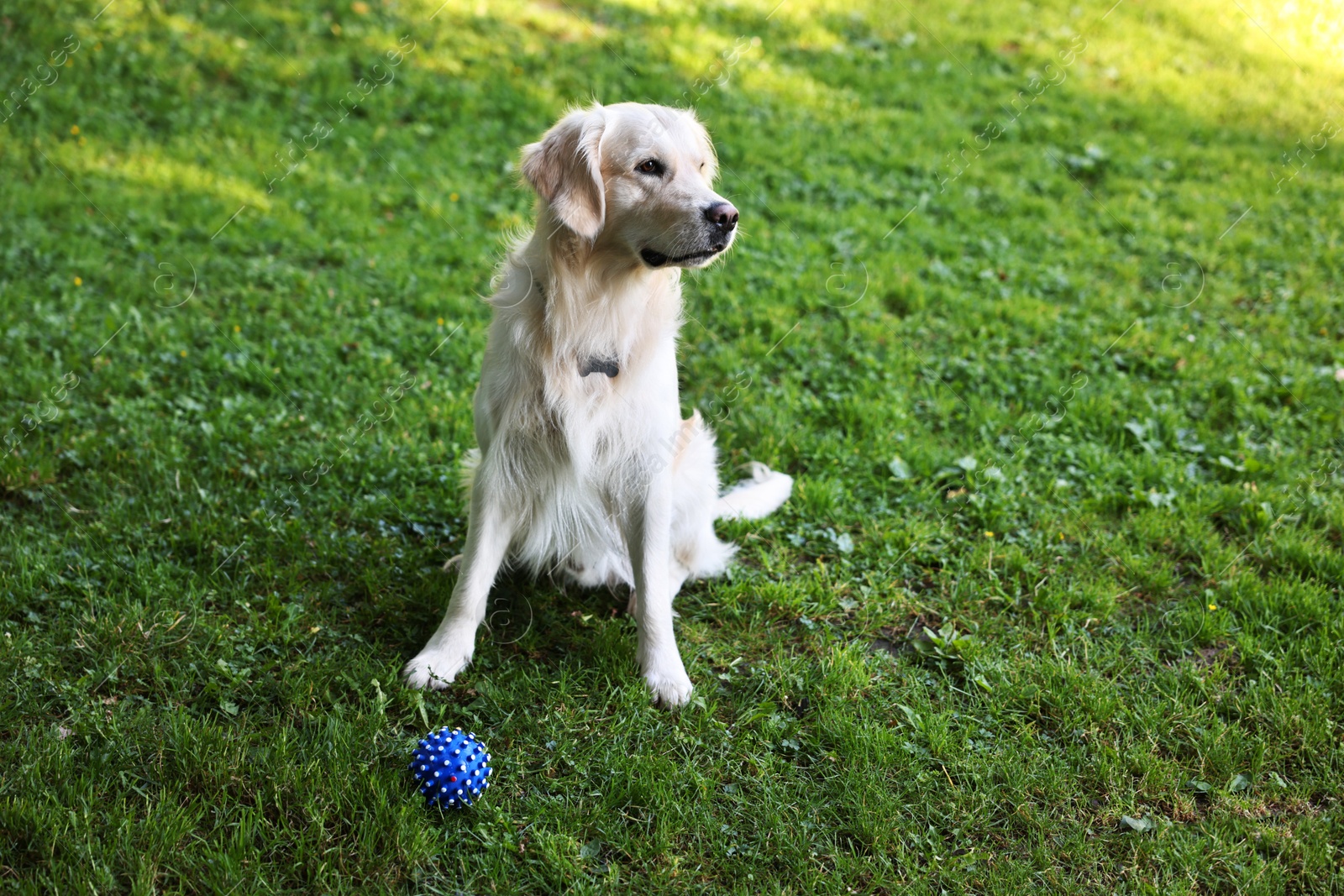 Photo of Cute Golden Retriever and dog toy on green grass