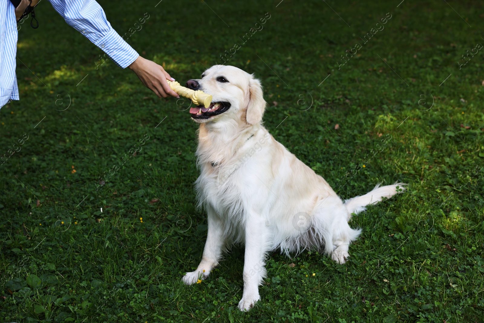 Photo of Owner giving toy to cute Golden Retriever dog outdoors, closeup