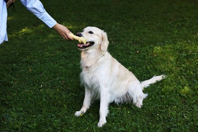 Photo of Owner giving toy to cute Golden Retriever dog outdoors, closeup