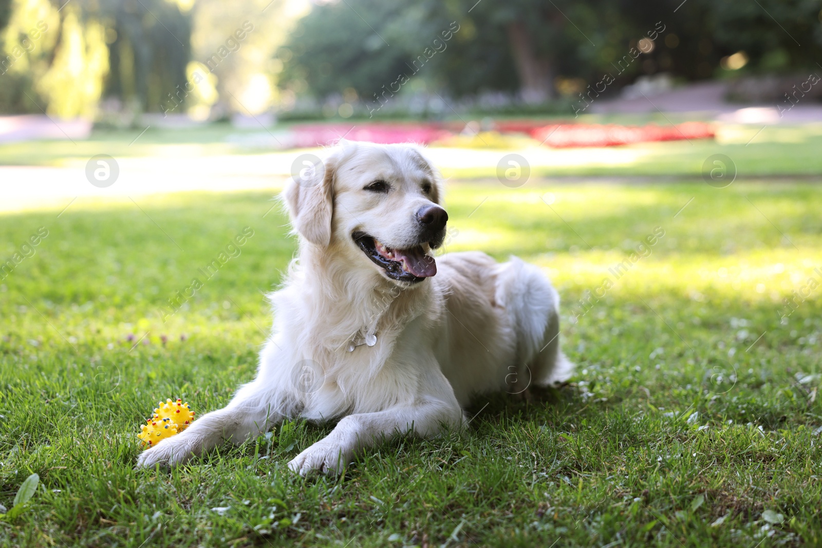 Photo of Cute Golden Retriever and dog toy on green grass