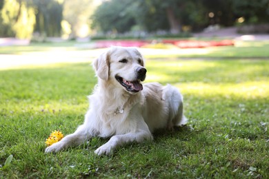 Cute Golden Retriever and dog toy on green grass