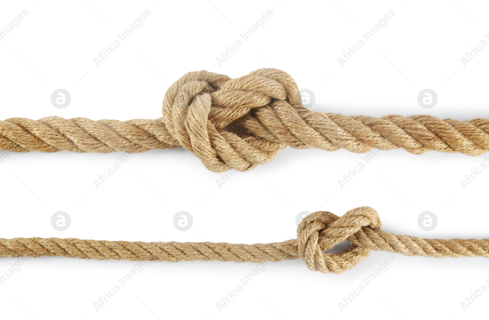 Photo of Hemp ropes with knots isolated on white, top view