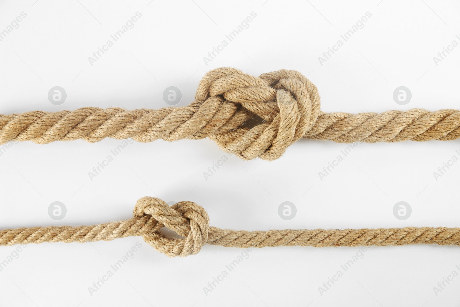 Photo of Hemp ropes with knots isolated on white, top view