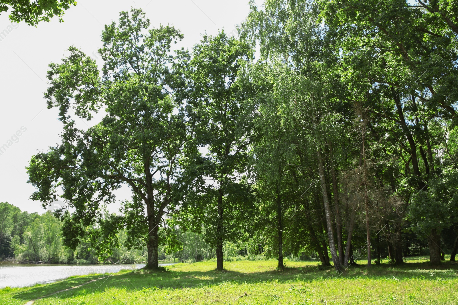 Photo of Beautiful green trees and lake in park