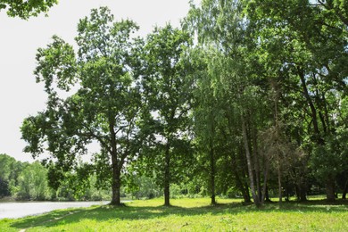 Beautiful green trees and lake in park