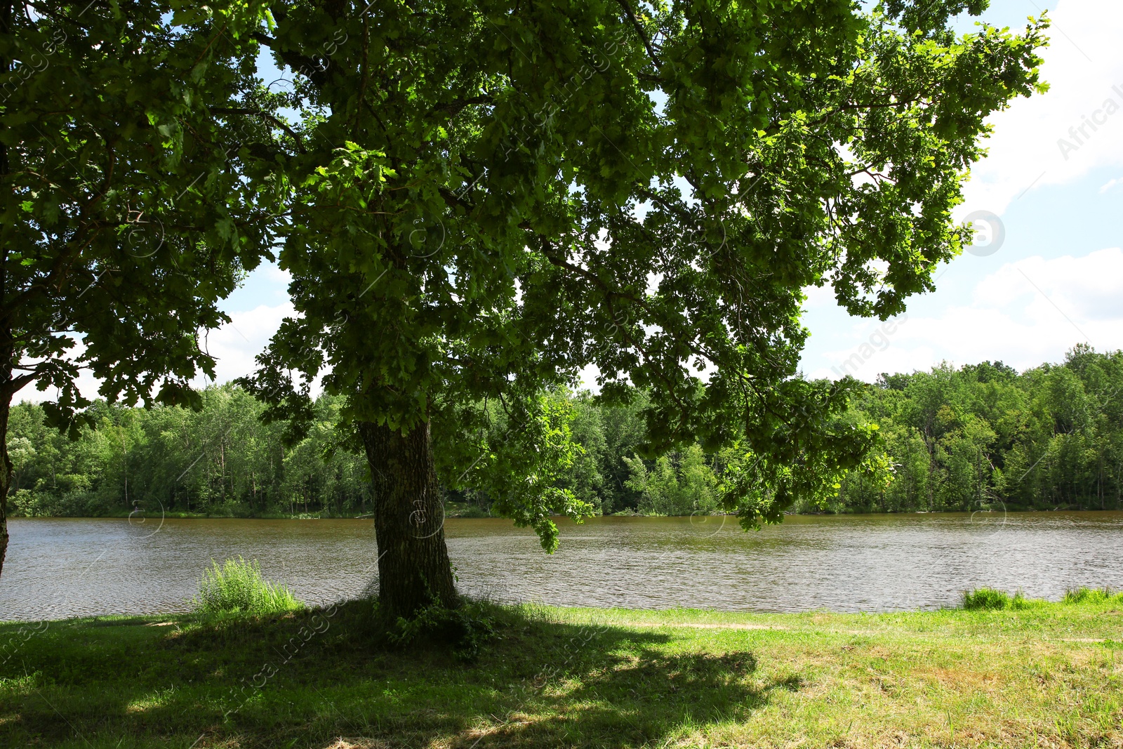 Photo of Beautiful green trees and lake in park